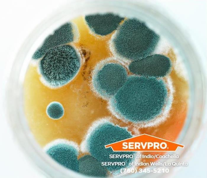 A closeup of microscopic mold spores in a petri dish is shown.